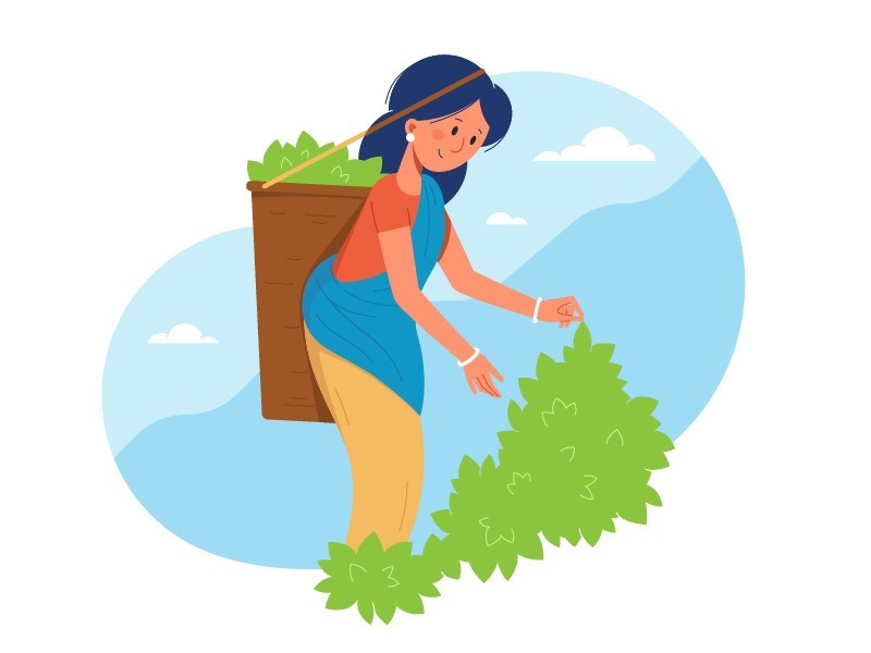 Финальная версия работы — dribbble.com/shots/4438043-Tea-Picker